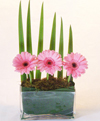 Special Day Gerberas