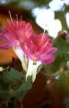 Postales Gratis Flores