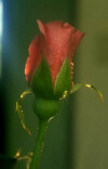 Postales Gratis Rosas