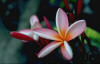 Postales Gratis, Flores Virtuales,  Free Virtual Flowers