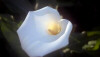Free Virtual Flowers, Postales Gratis, Flores Virtuales