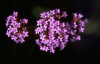 Free Virtual Flowers, Postales Gratis, Flores Virtuales